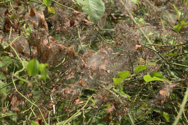 Subasar Ormanı 'Amerikan beyaz kelebeği' tehlikesiyle karşı karşıya